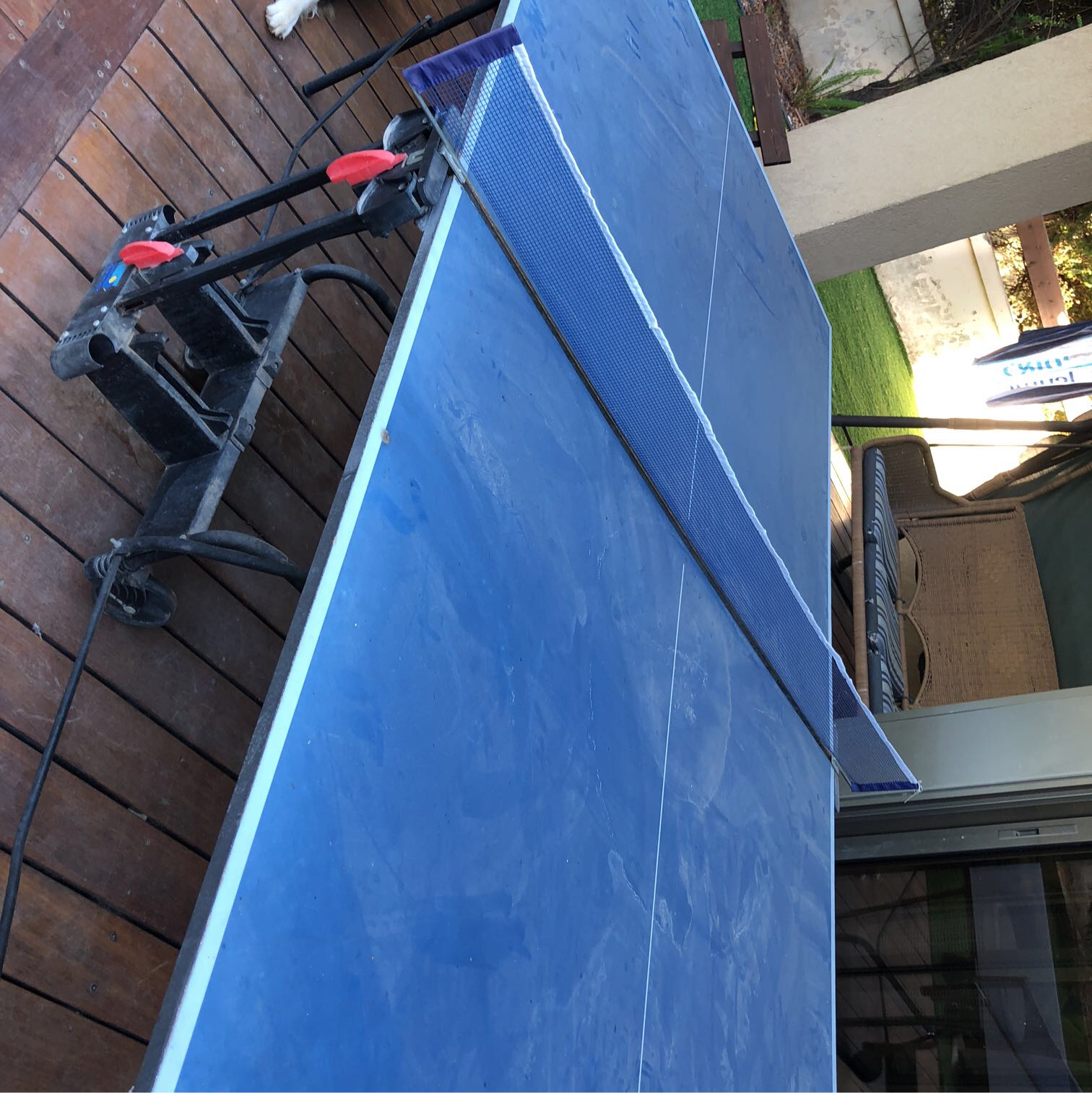 שולחן פינגפונג בן חודש- חודשיים