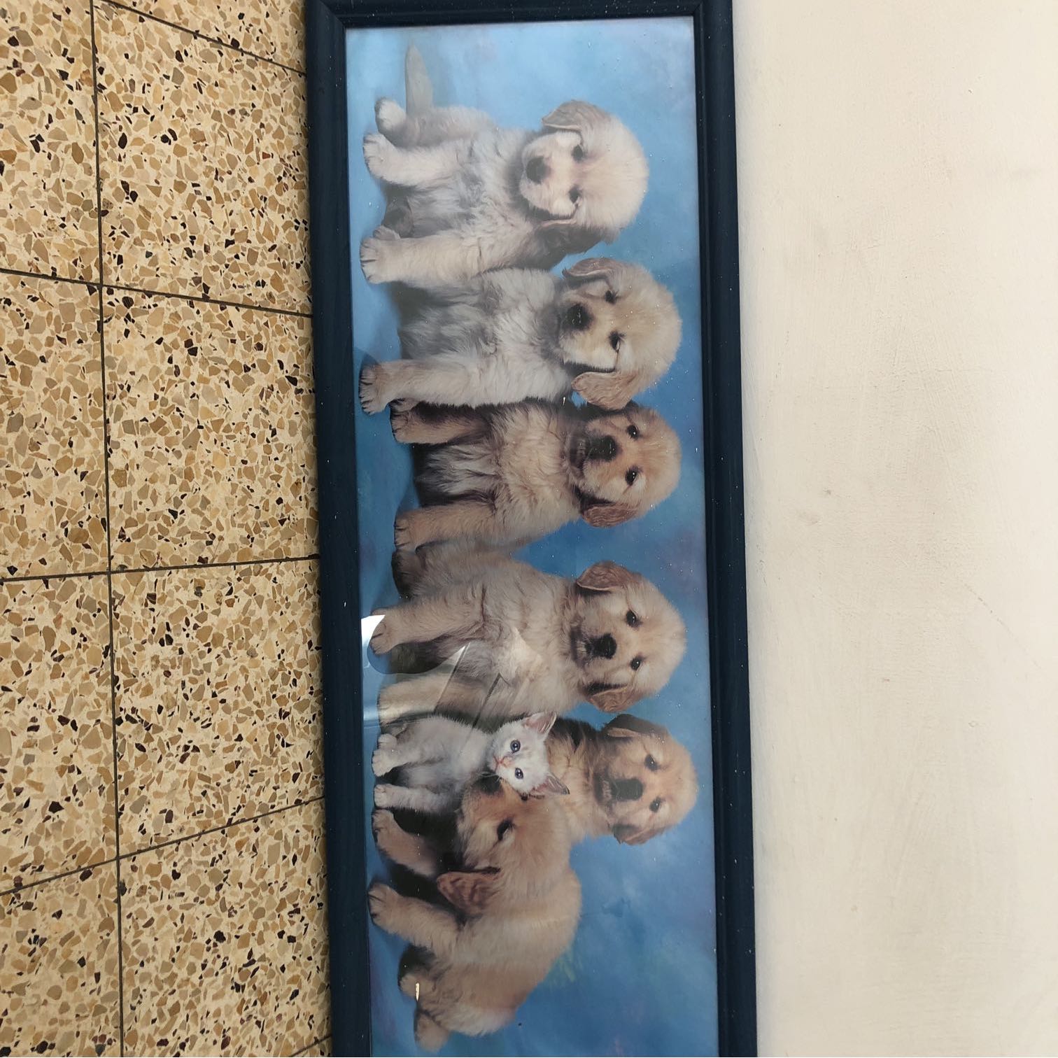 תמונה גדולה של כלבים