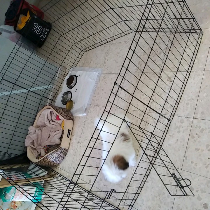 גדר לכלבים עלה 250 נימכר ב50 עקב שהכלב גדל