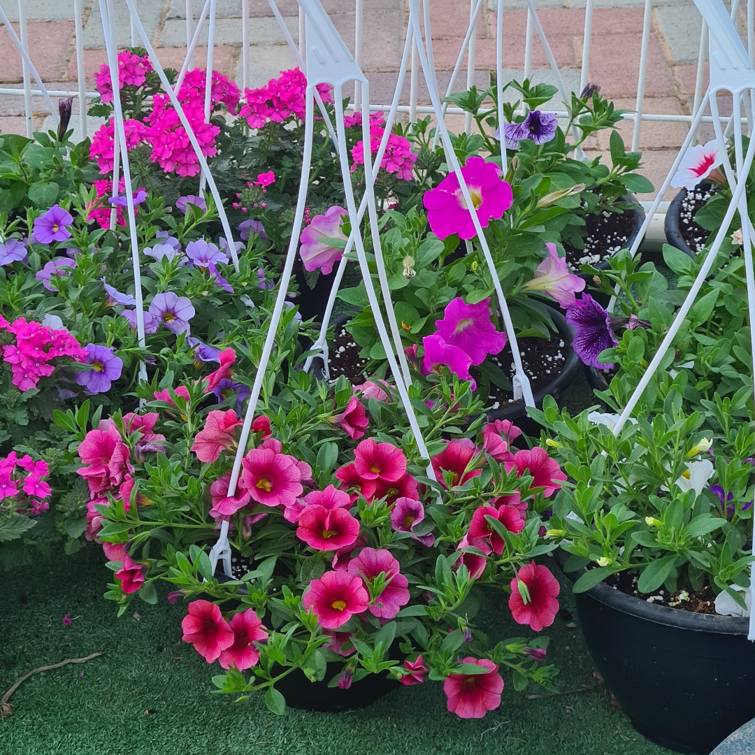 פרחים במחירים אש! 25 לעציץ אחד, 100 לחמישה!!! 🌻